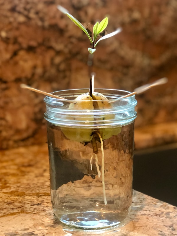 Avocado plant